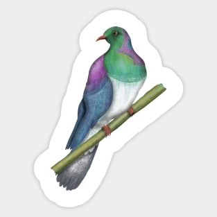 Wood pigeon Kereru New Zealand bird Sticker